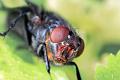 calliphora vomitoria 4